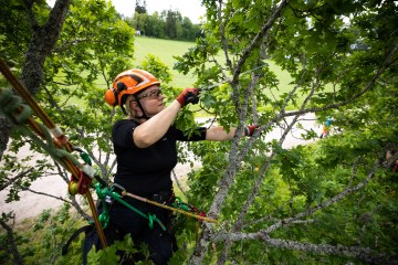 Arboristi_hyria_henri.enroos
